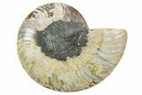 Cut & Polished Ammonite Fossil (Half) - Madagascar #354183-1